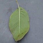 Viburnum prunifolium Leaf