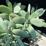 Senecio crassiflorusFuelha