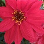 Dahlia × cultorum Flower