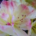 Rhododendron brachycarpum Flower