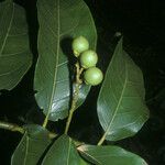 Solanum coriaceum Фрукт