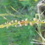 Orchis anthropophoraFloare