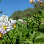 Solanum tuberosumFleur