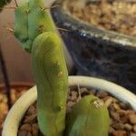 Echinopsis lageniformis Hoja