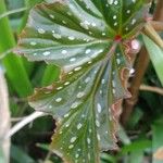 Begonia aconitifolia List