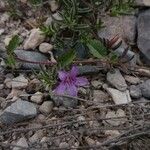 Dyschoriste schiedeana 整株植物