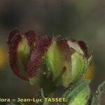 Calendula tripterocarpa Frukt