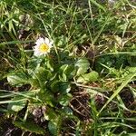 Bellis perennis Лист