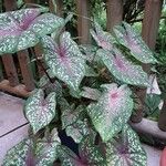 Caladium bicolor Leaf