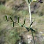 Vicia peregrina Hoja