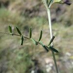 Vicia peregrina 葉