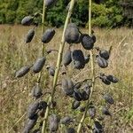 Baptisia alba Frukto