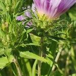 Stokesia laevis 其他