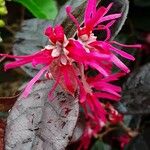 Loropetalum chinense Квітка