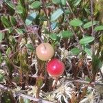 Vaccinium oxycoccos Fruct