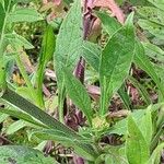 Knautia macedonica Bark