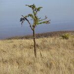 Vachellia drepanolobium Habit