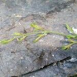 Asplenium x alternifolium Leaf