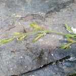 Asplenium x alternifolium Feuille