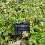 Pycnanthemum albescens Hoja