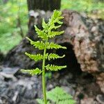 Botrychium virginianum Leaf