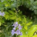 Duranta erectaFlower