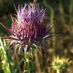 Onopordum macracanthum Blüte