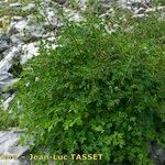 Thalictrum macrocarpum 形態