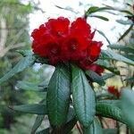 Rhododendron neriiflorum Kvet