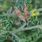 Calicotome spinosa Fruit