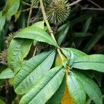 Allamanda schottii Φύλλο