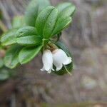 Vaccinium vitis-idaea 花