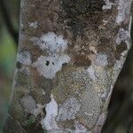 Craibia grandiflora Φλοιός