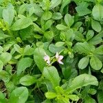 Talinum paniculatum Flor