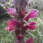 Pontechium maculatum Flower