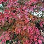 Acer japonicum Thunb.  JAPON AKCAAGACIFoglia