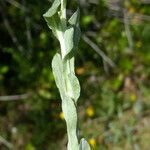 Filago pyramidata Blad