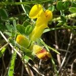 Argyrolobium biebersteinii Flower