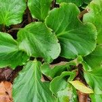 Bergenia crassifolia Hoja