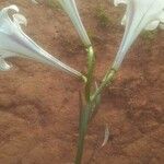 Lilium formosanum Leaf