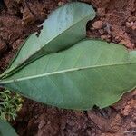 Chionanthus pedunculatus 葉