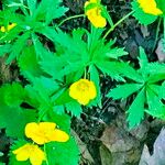 Ranunculus fallax Flower