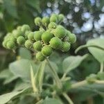 Solanum erianthum Fruit