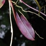 Leochilus labiatus Fruit