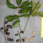 Tapirira guianensis その他の提案