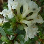 Rhododendron sargentianum ഇല