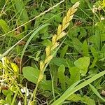 Paspalum dilatatum Fruit