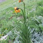 Lilium carniolicum Bloem