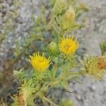 Chiliadenus glutinosus Blomma