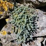 Sedum dasyphyllumList